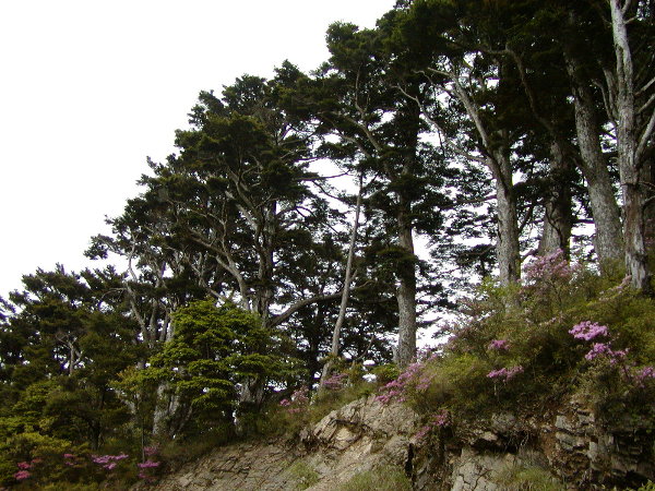 按此在新視窗瀏覽圖片