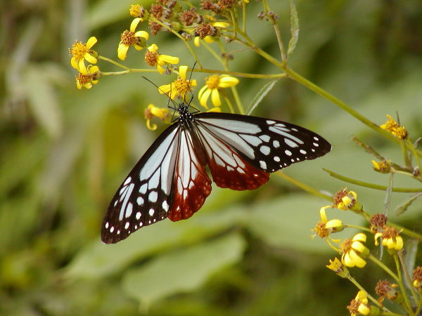 按此在新視窗瀏覽圖片
