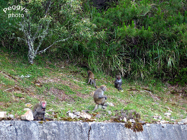 按此在新視窗瀏覽圖片