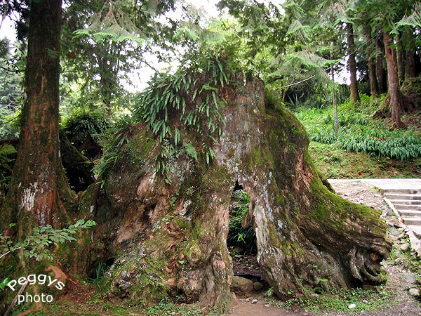 按此在新視窗瀏覽圖片