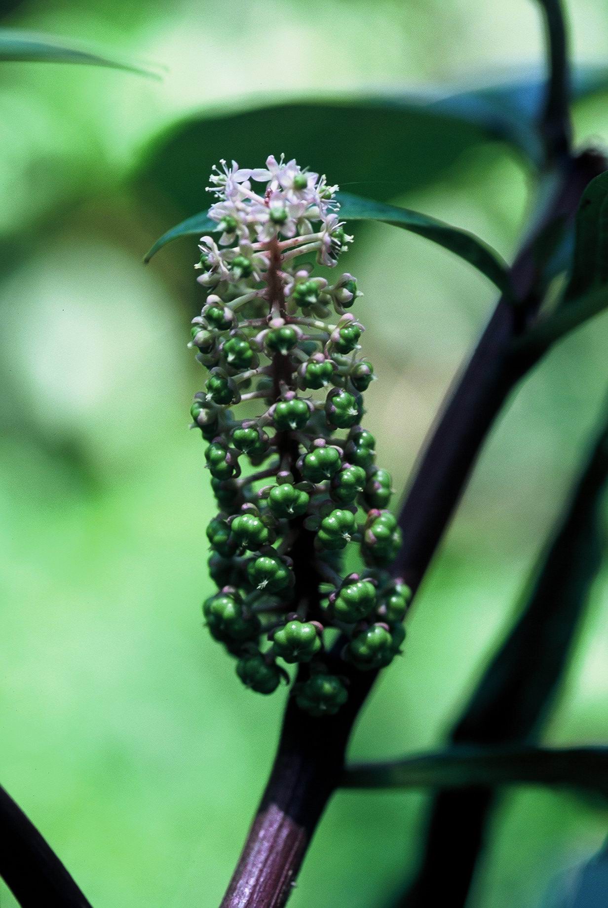 按此在新視窗瀏覽圖片