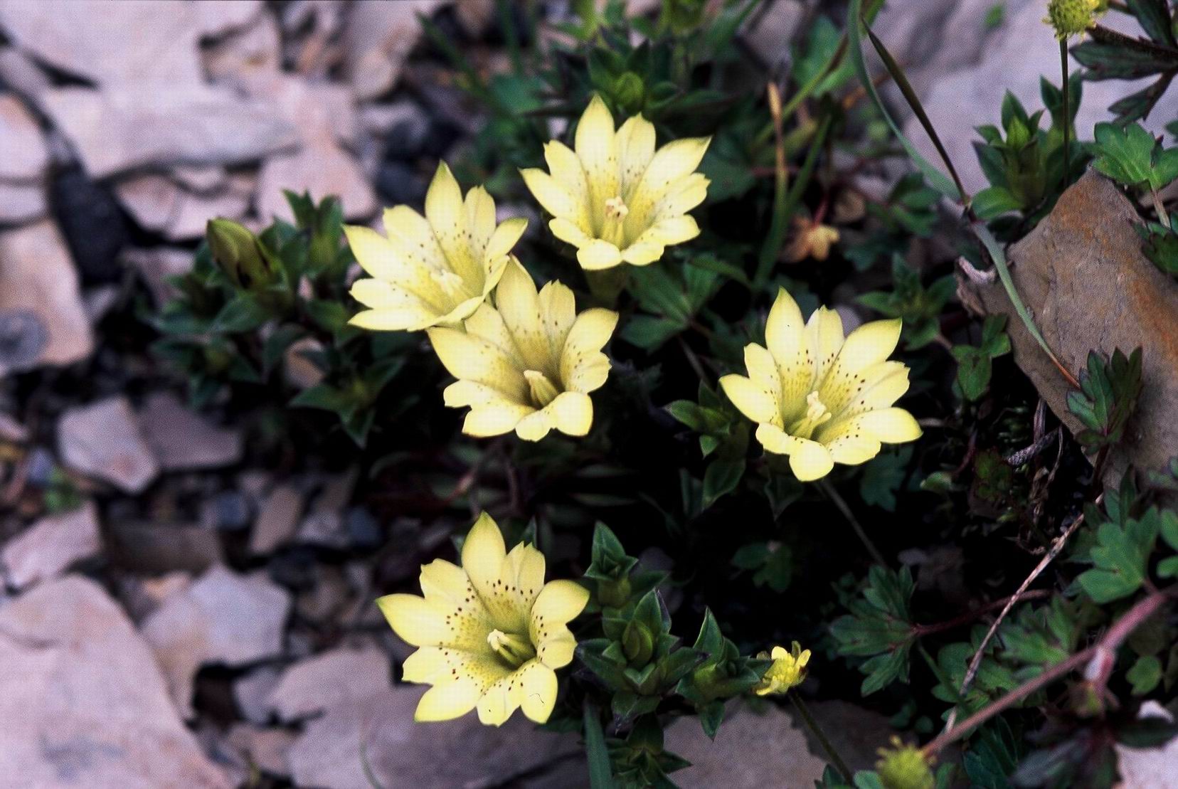 按此在新視窗瀏覽圖片