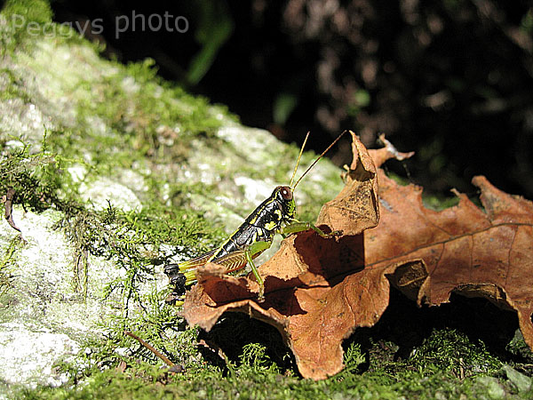 按此在新視窗瀏覽圖片
