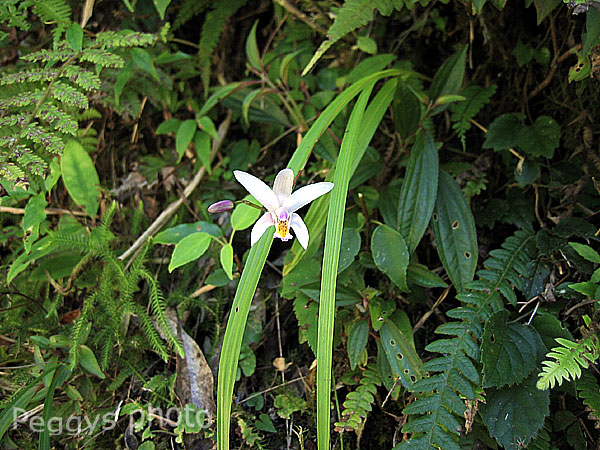 按此在新視窗瀏覽圖片