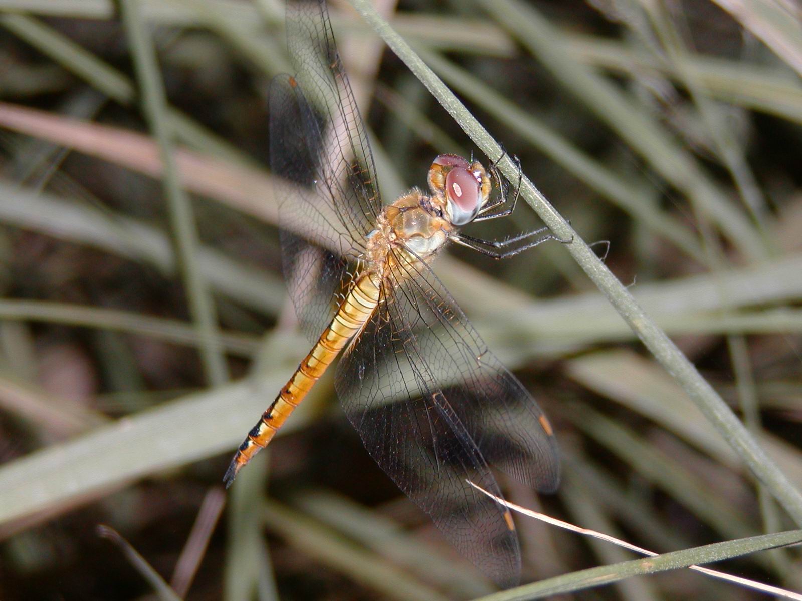 按此在新視窗瀏覽圖片