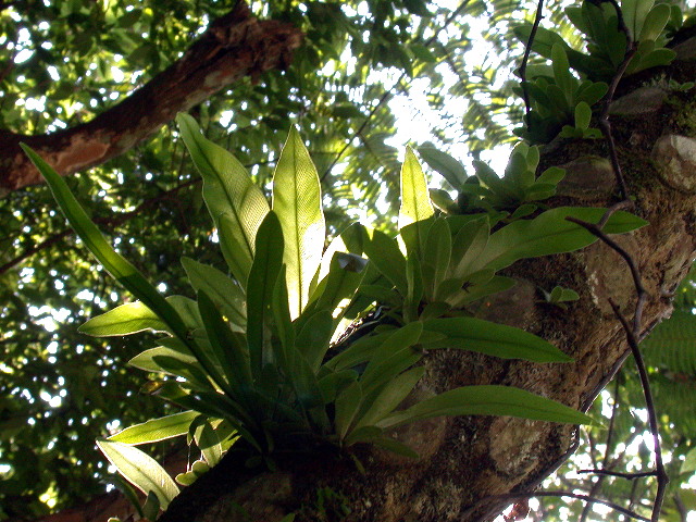 按此在新視窗瀏覽圖片