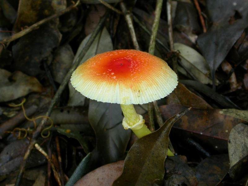 按此在新視窗瀏覽圖片