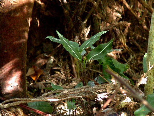 按此在新視窗瀏覽圖片