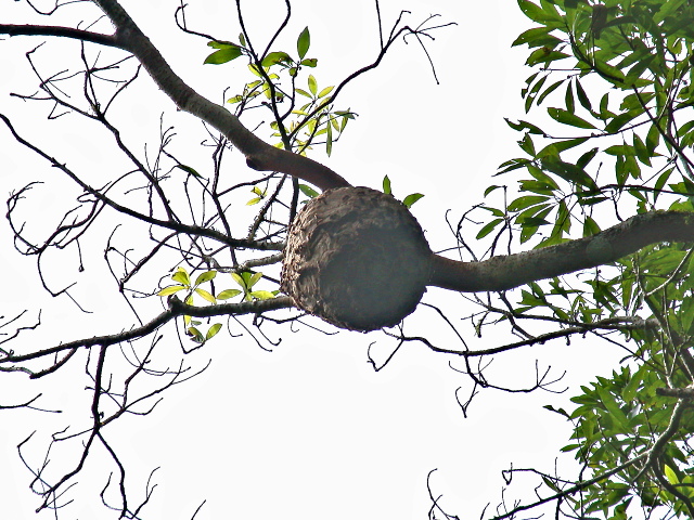 按此在新視窗瀏覽圖片
