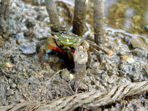 按此在新視窗瀏覽圖片