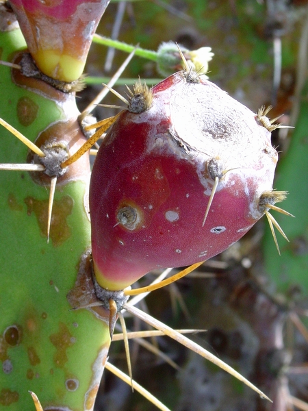 按此在新視窗瀏覽圖片