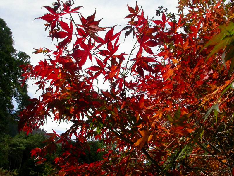 按此在新視窗瀏覽圖片