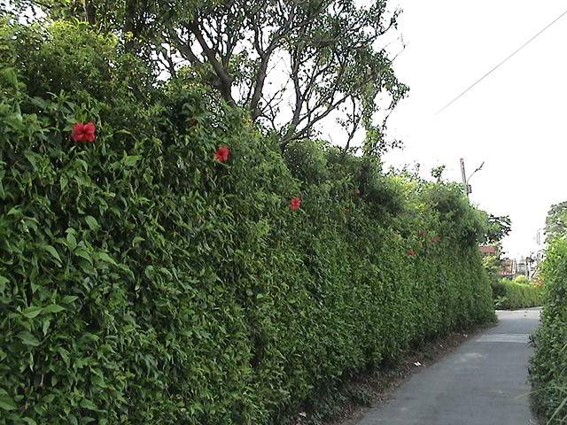 按此在新視窗瀏覽圖片