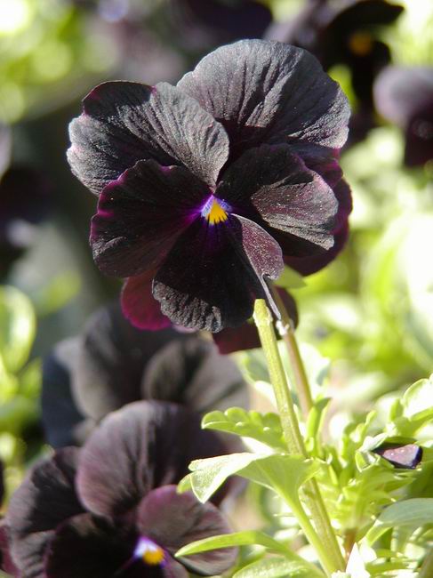 按此在新視窗瀏覽圖片