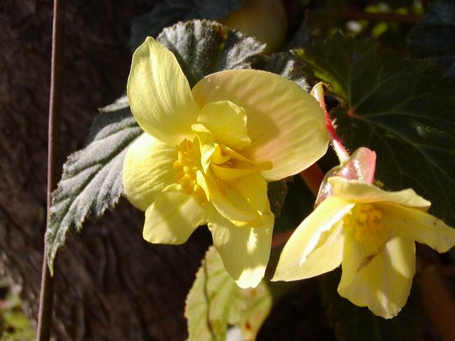 按此在新視窗瀏覽圖片