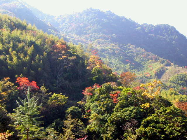 按此在新視窗瀏覽圖片