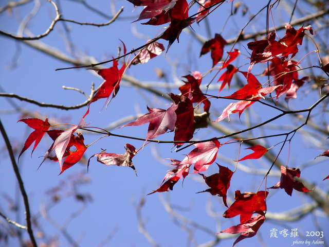 按此在新視窗瀏覽圖片