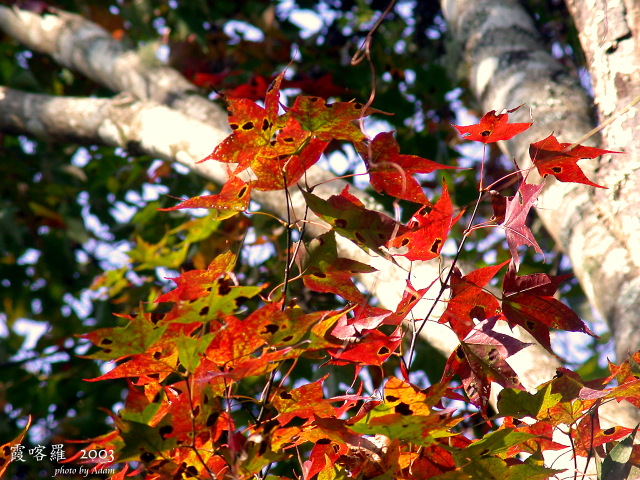 按此在新視窗瀏覽圖片