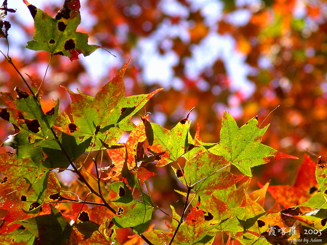按此在新視窗瀏覽圖片