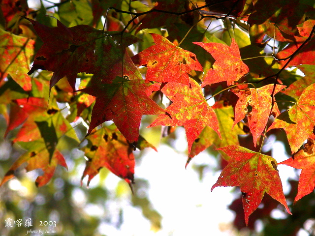 按此在新視窗瀏覽圖片