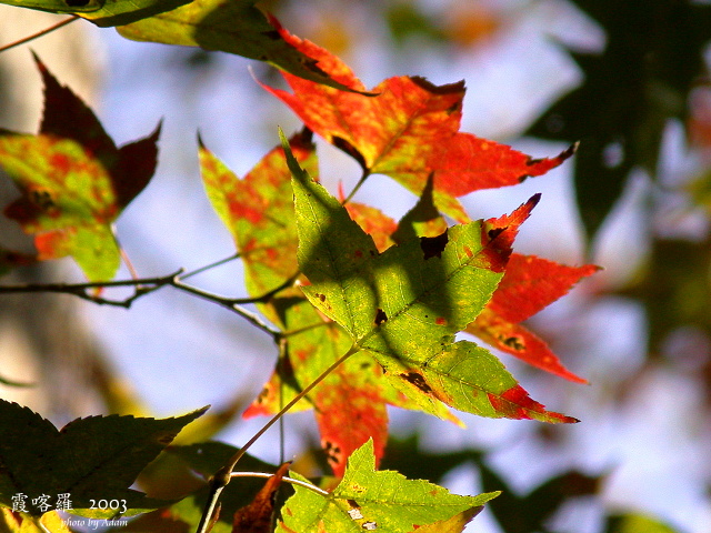 按此在新視窗瀏覽圖片