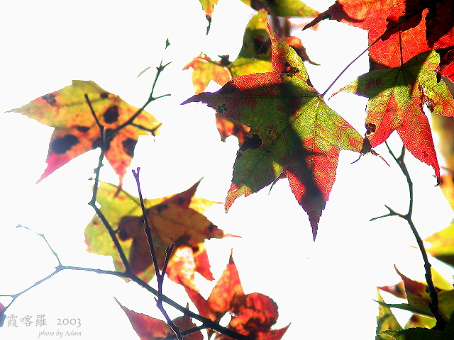 按此在新視窗瀏覽圖片