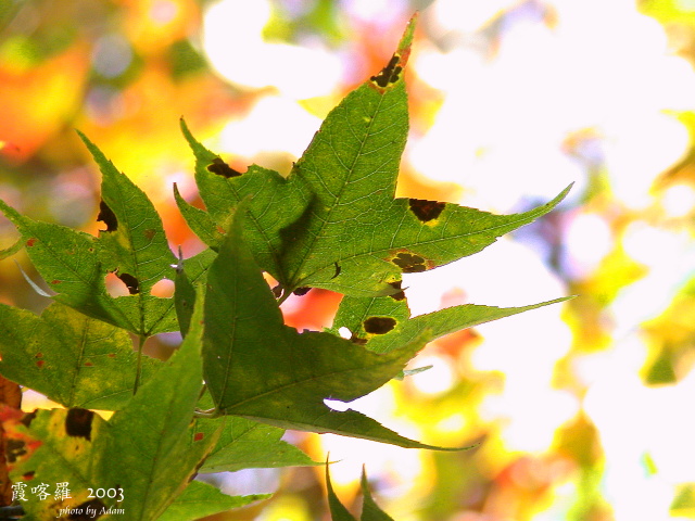 按此在新視窗瀏覽圖片