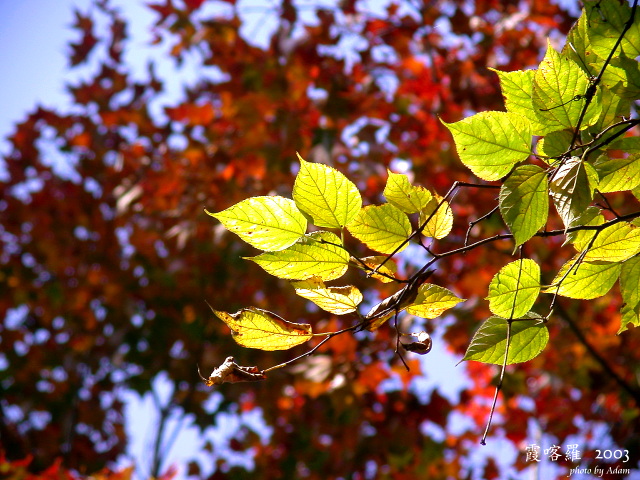 按此在新視窗瀏覽圖片