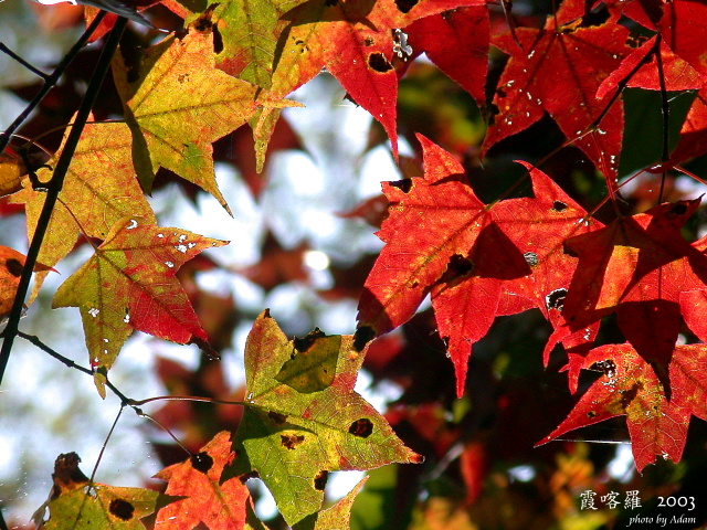 按此在新視窗瀏覽圖片