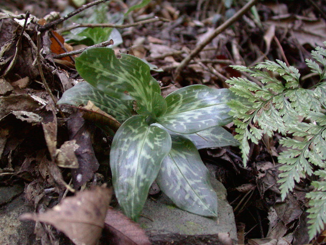 按此在新視窗瀏覽圖片