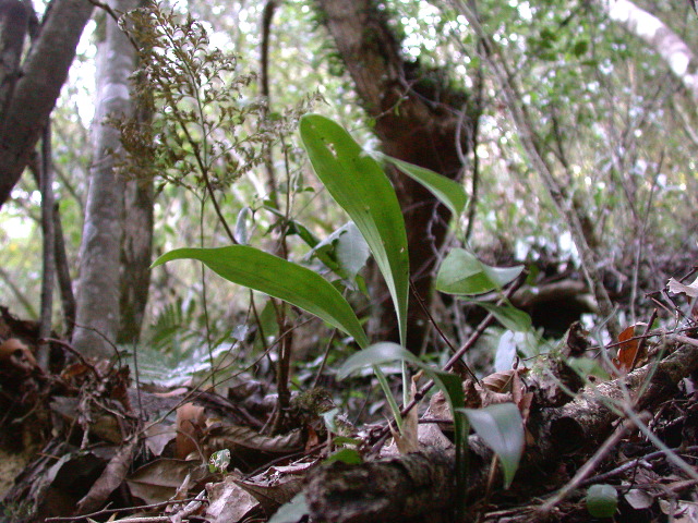 按此在新視窗瀏覽圖片