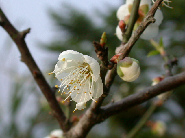 按此在新視窗瀏覽圖片
