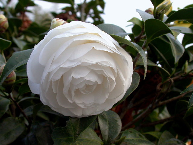 按此在新視窗瀏覽圖片