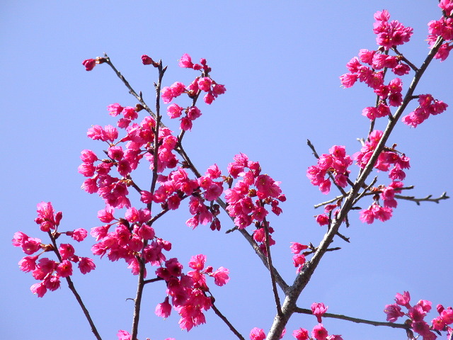 按此在新視窗瀏覽圖片