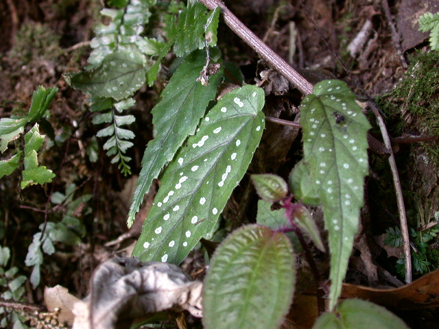 按此在新視窗瀏覽圖片