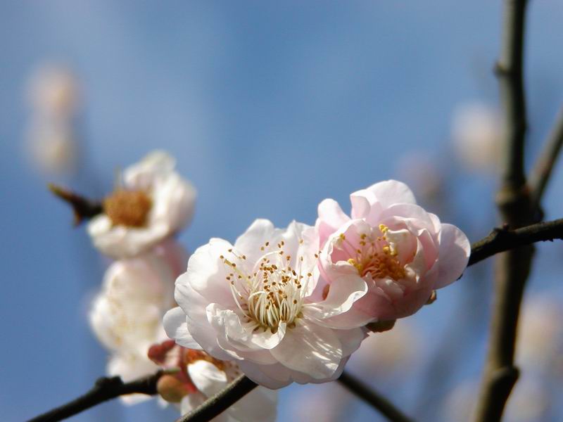 按此在新視窗瀏覽圖片