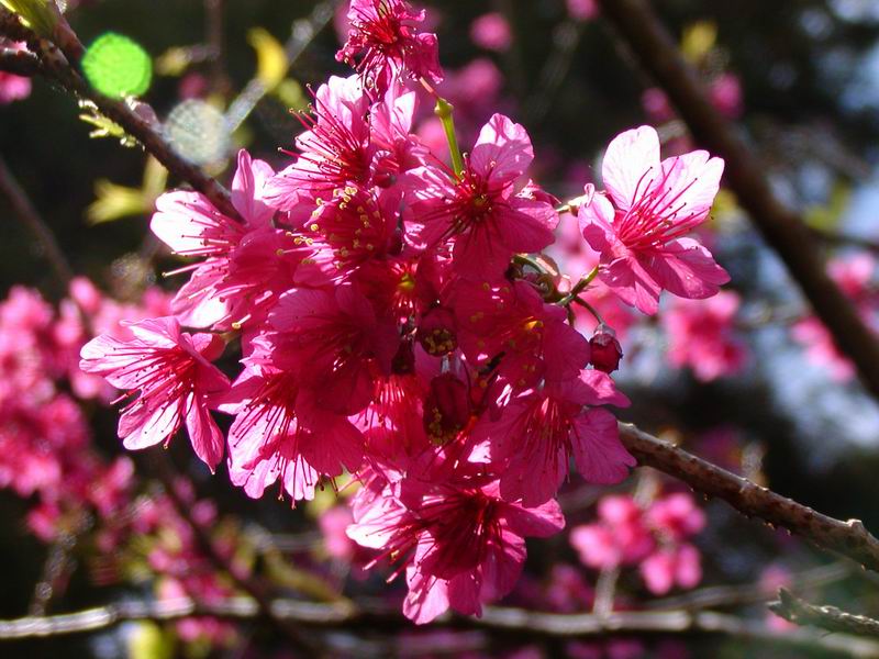 按此在新視窗瀏覽圖片