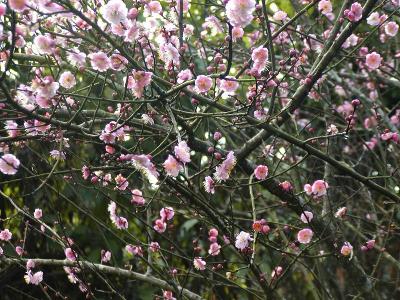 按此在新視窗瀏覽圖片