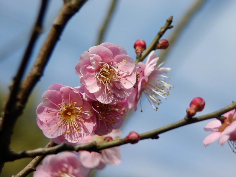 按此在新視窗瀏覽圖片