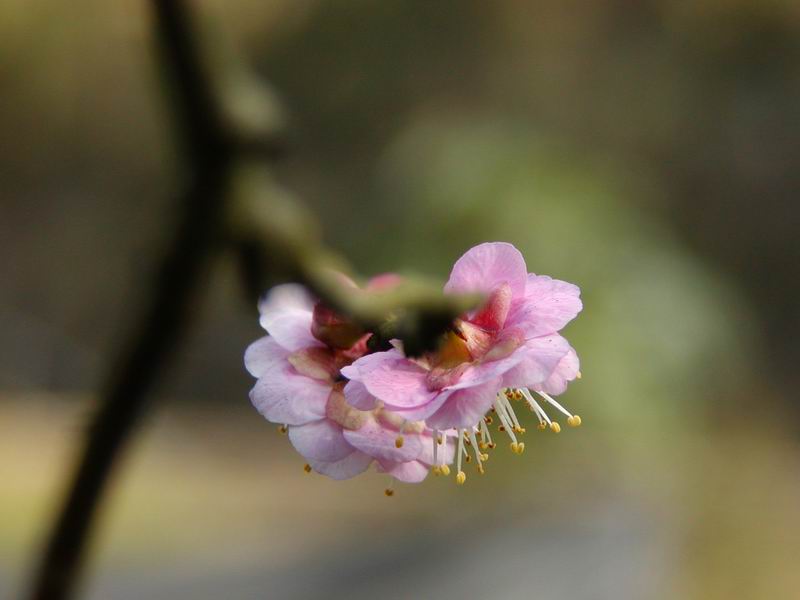 按此在新視窗瀏覽圖片