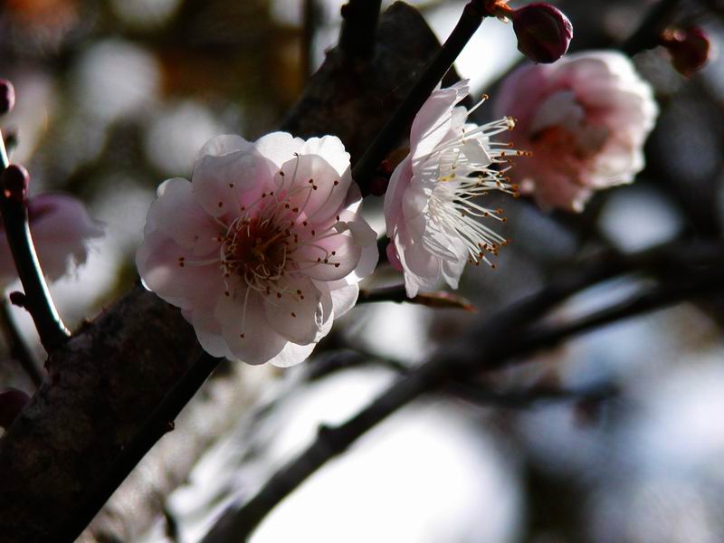 按此在新視窗瀏覽圖片