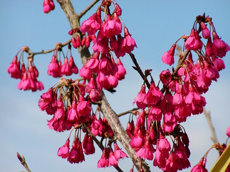 按此在新視窗瀏覽圖片