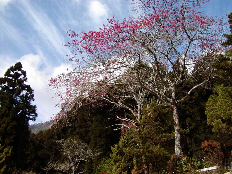 按此在新視窗瀏覽圖片