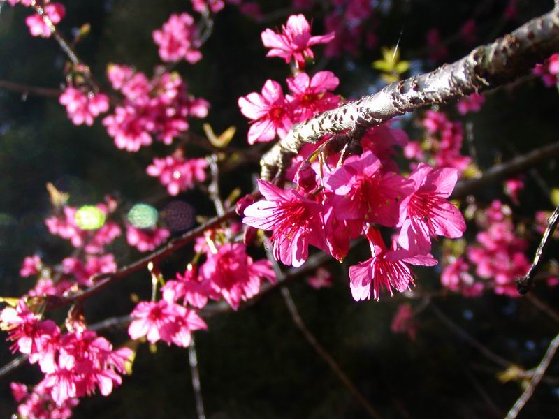 按此在新視窗瀏覽圖片
