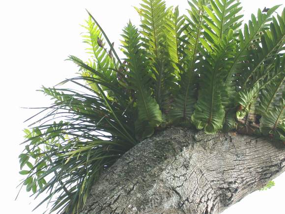 按此在新視窗瀏覽圖片