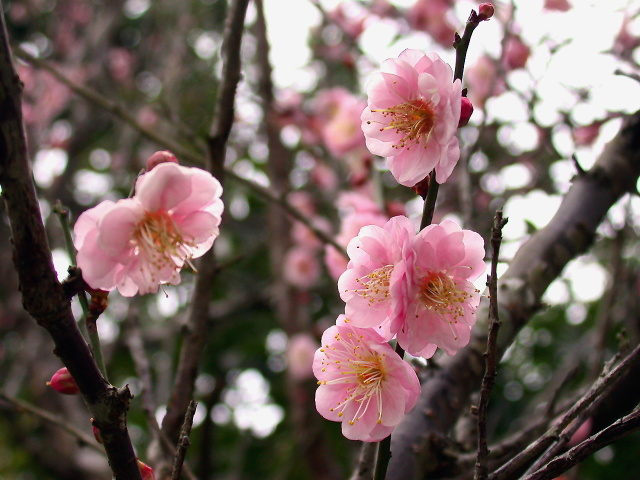 按此在新視窗瀏覽圖片