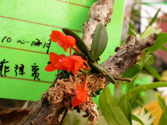 按此在新視窗瀏覽圖片