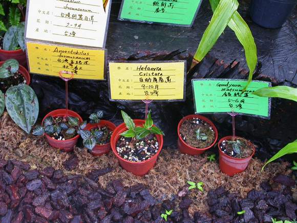 按此在新視窗瀏覽圖片