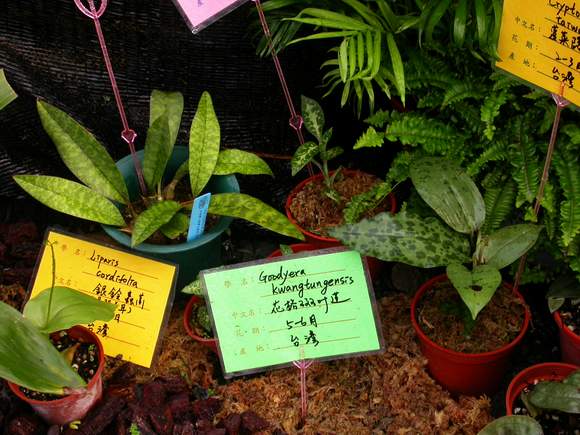 按此在新視窗瀏覽圖片