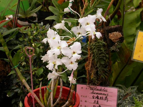 按此在新視窗瀏覽圖片